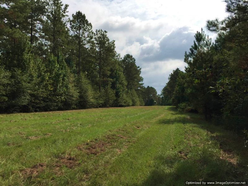 213 Acres Rare Find : Summit : Pike County : Mississippi