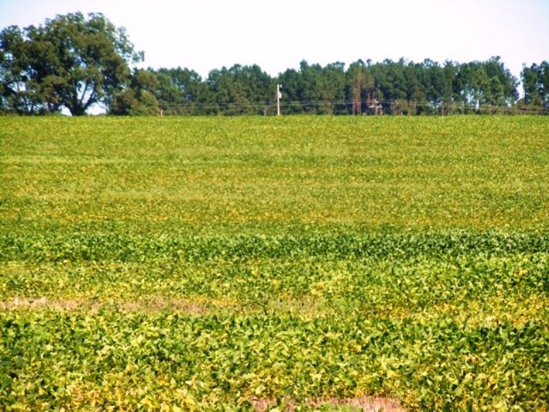 Five Chop Farm : Statesboro : Bulloch County : Georgia