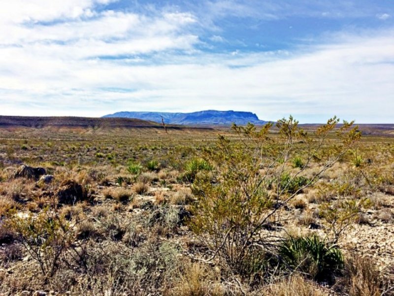 30.00 Acres Hunting Land, Mountain : Study Butte : Brewster County : Texas