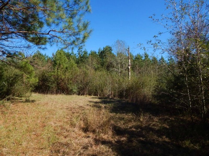 26.50 Acres Hunting Land, Timber : Marion County : Mississippi