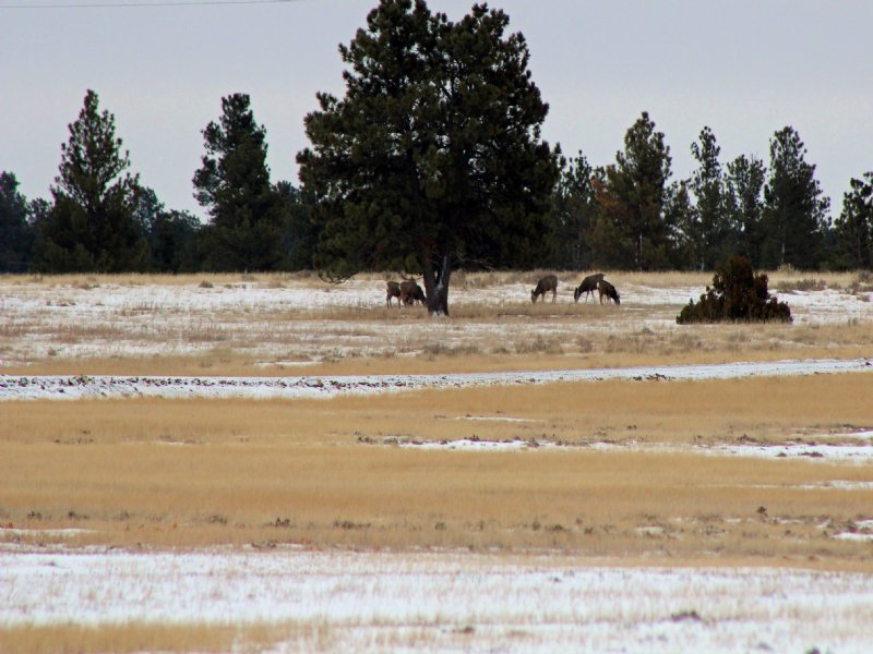 Tract 7 Hartland Ranches : Upton : Weston County : Wyoming