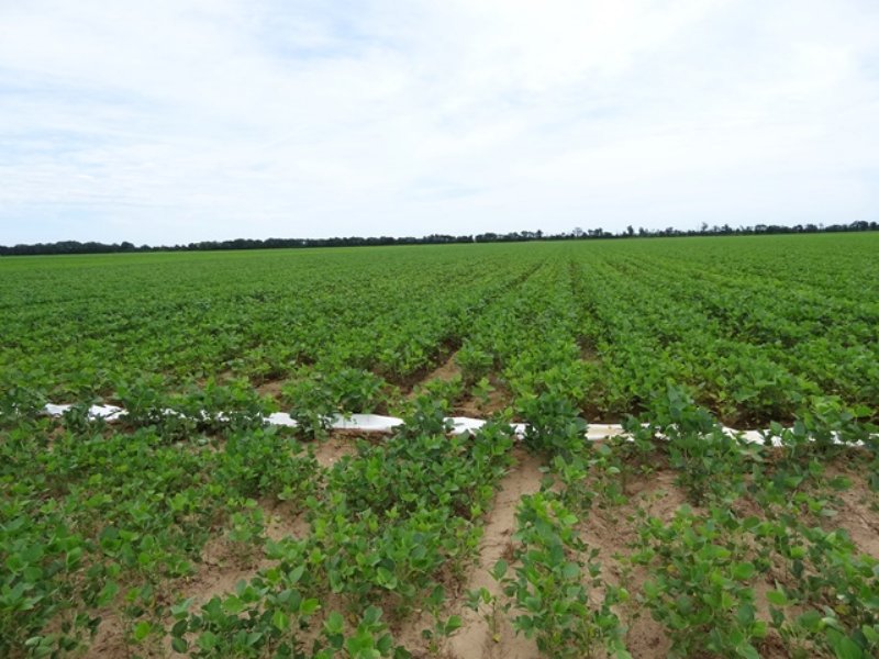 Reduced 49 Acres Irrigated Farmland : Scott : Lonoke County : Arkansas