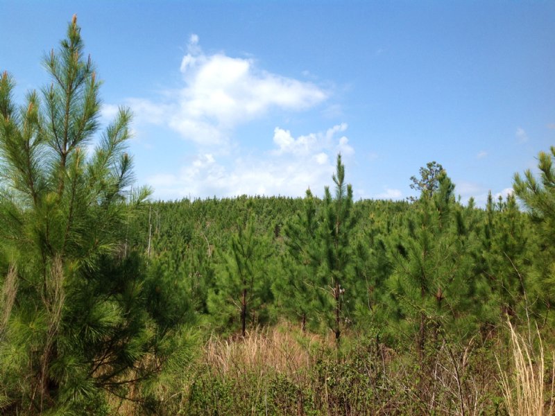 816 Acres Of Timberland : Maplesville : Chilton County : Alabama