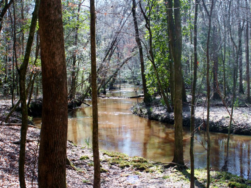 Lanahassee Creek : Preston : Webster County : Georgia