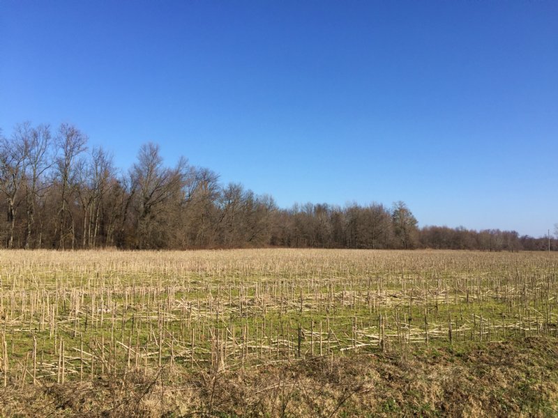 Farm and Timber for Sale : Marvell : Phillips County : Arkansas