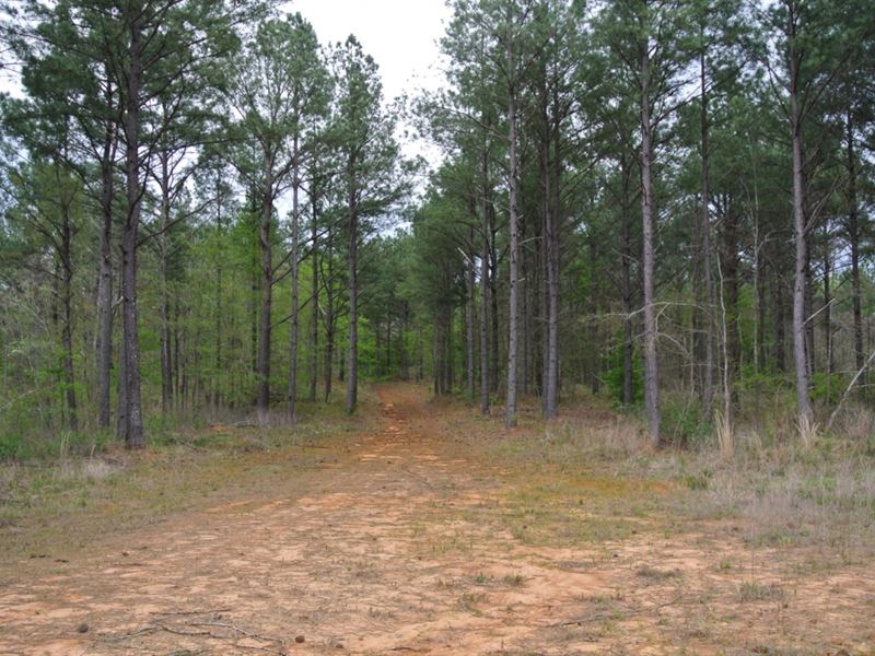 213 Acres in Union County in New AL : New Albany : Union County : Mississippi