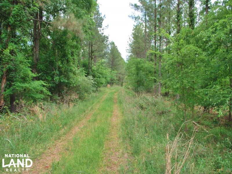 Recreational and Timber Opportunity : Modoc : Edgefield County : South Carolina