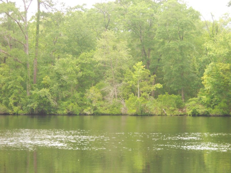 Extensive Frontage Black River : Georgetown : Georgetown County : South Carolina