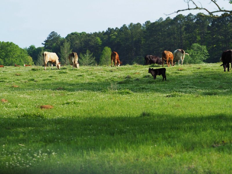 Cattle Farm Pasture Land Mount Oliv : Mount Olive : Covington County : Mississippi