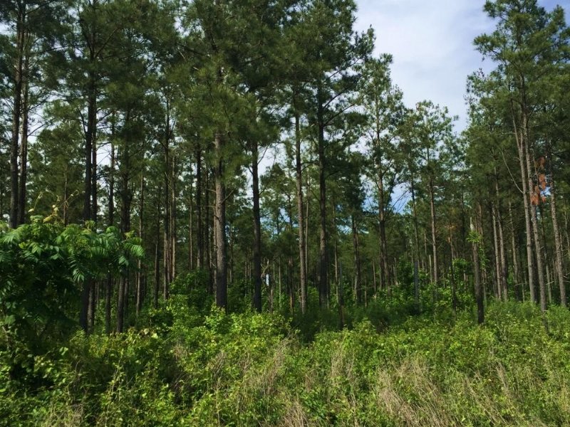 115 Acres Glaise Creek Timber and H : Bald Knob : White County : Arkansas