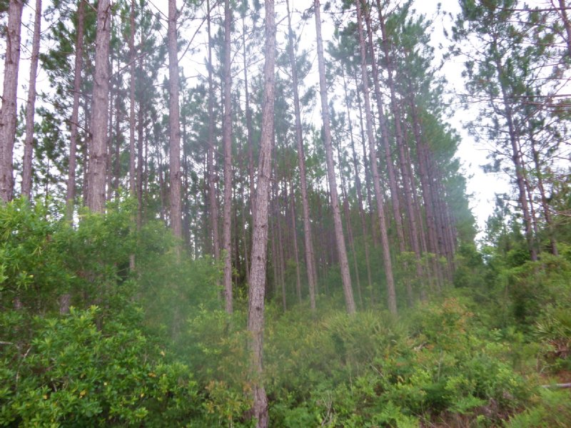 21 Acres Of Woodland On Three C Rd : Odum : Wayne County : Georgia