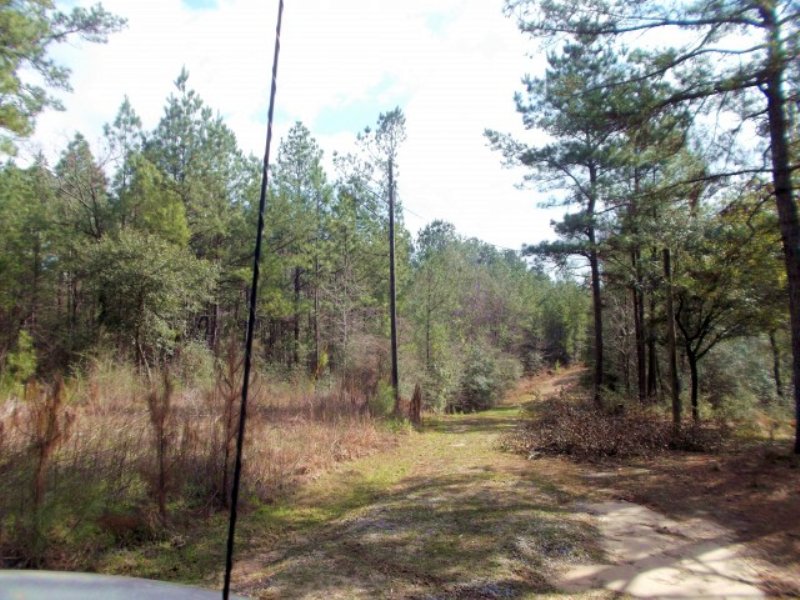 13.50 Acres Hunting Land, Timber : Sumrall : Lamar County : Mississippi