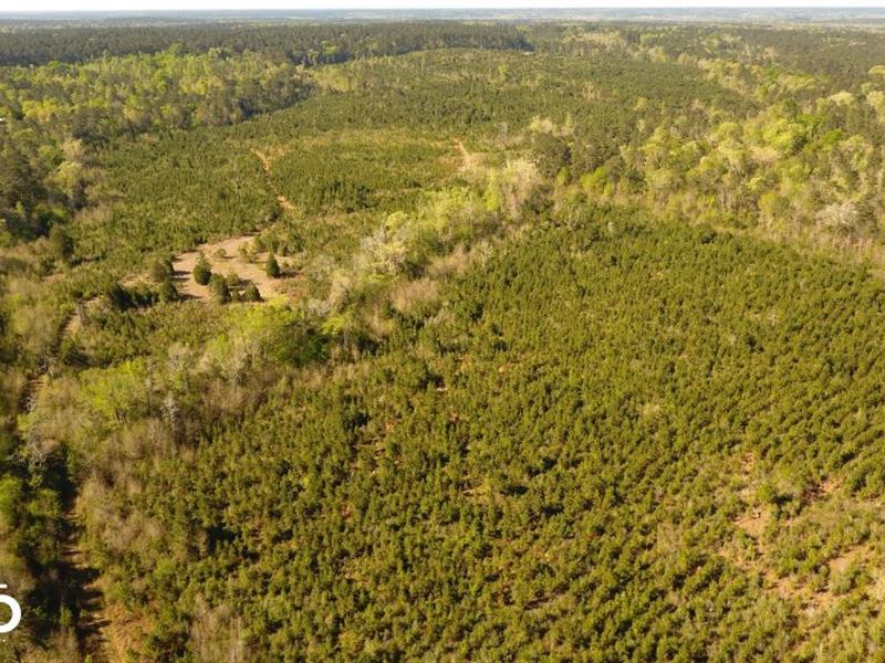 80 Acre Sam Houston Forest Recreati : Coldspring : San Jacinto County : Texas