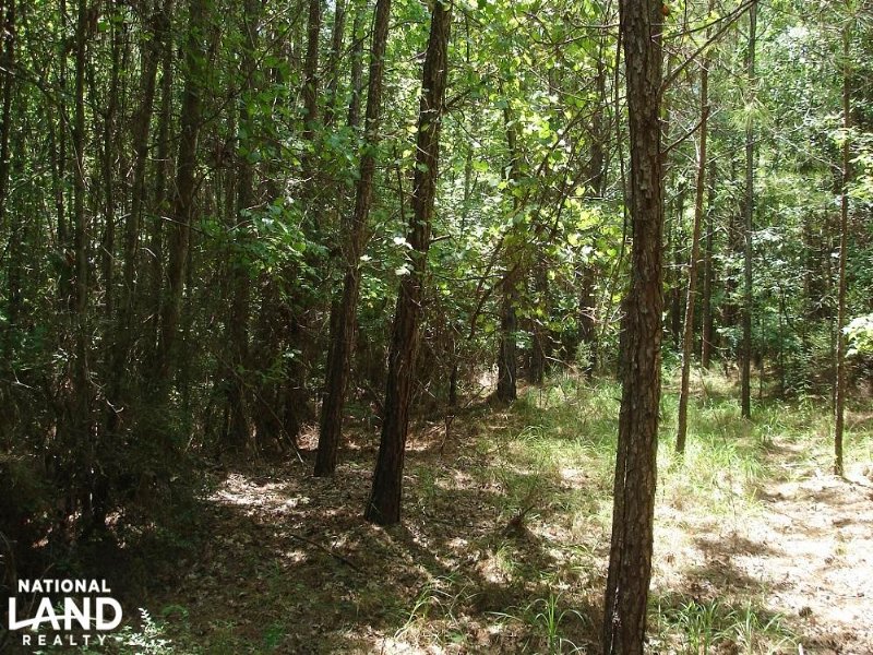 Greensboro Timber & Hunting Investm : Greensboro : Hale County : Alabama