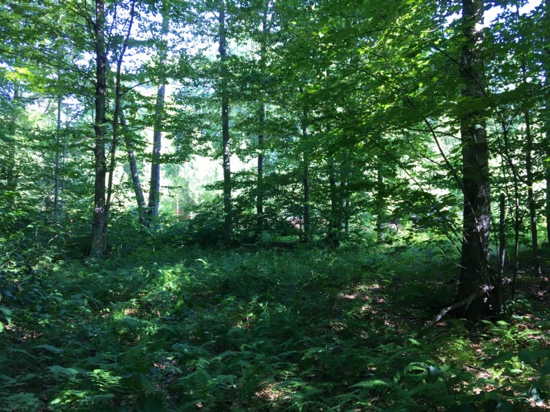 Fisher Trail Camp Site : Amboy : Oswego County : New York