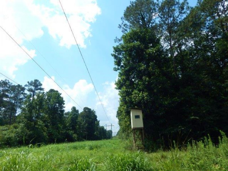 177.00 Acres Hunting Land, Timber : Tylertown : Walthall County : Mississippi