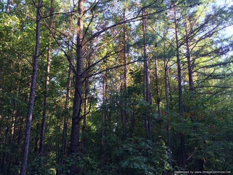 Hunting & Timber Investment Tract : Noxapater : Winston County : Mississippi
