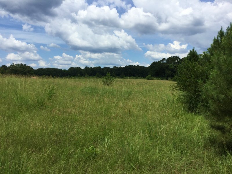 13± Acres : Utica : Hinds County : Mississippi