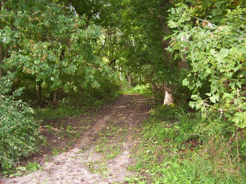 Beautiful Country Lot for Hunting : Cambria : Green Lake County : Wisconsin