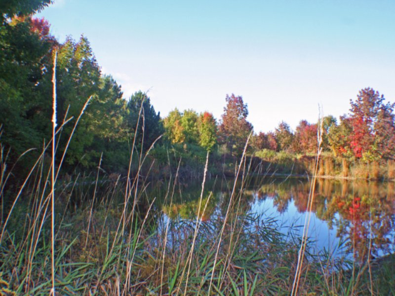 29 Acres in Canadice Beautiful Pond : Canadice : Ontario County : New York