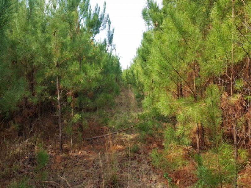 17.90 Acres Recreation Land, Timber : Magnolia : Pike County : Mississippi