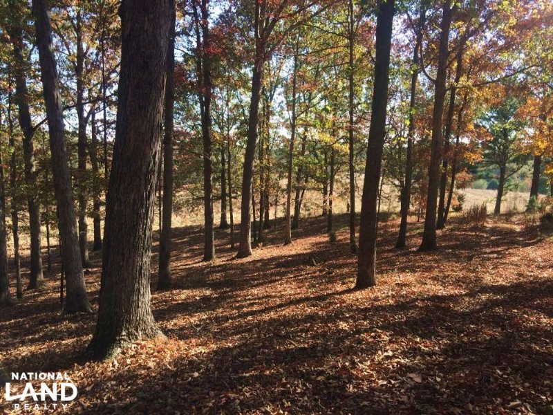 Sunset Road Homesite, Hunting, & Ti : Hodges : Franklin County : Alabama