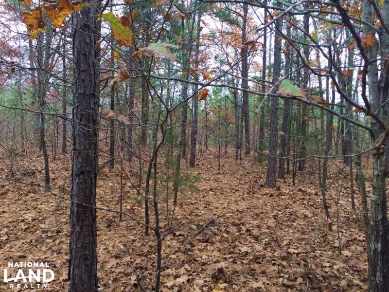 10+/- Acres Of Timberland and Deer : Botkinburg : Van Buren County : Arkansas