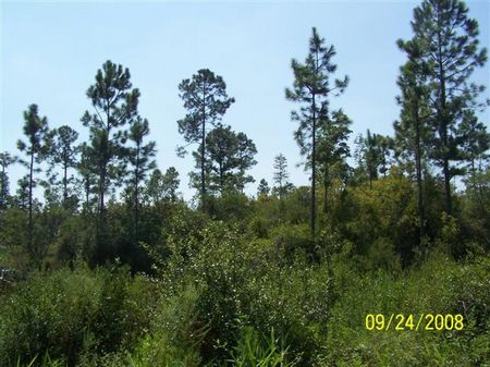 Secluded 630 Acres : Lee : Madison County : Florida