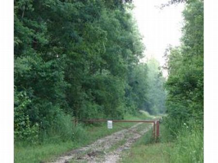 248ac. Easily Accesible : Hornsby : Hardeman County : Tennessee