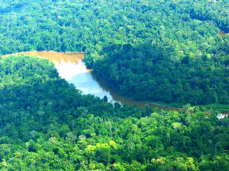 Stunning Rainforest : Requena : Peru