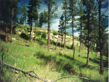 Ep-56 Open Meadow and Tree Coverage : Musselshell County : Musselshell County : Montana