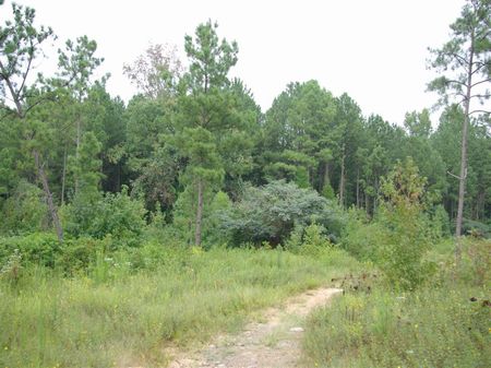 39+/- Acres - Hunting Tract : Margaret : Jefferson County : Alabama