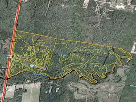 429 Acre Myers Middleton : Hortense : Brantley County : Georgia