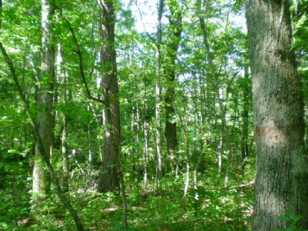 Butler Tract : Capron : Southampton County : Virginia