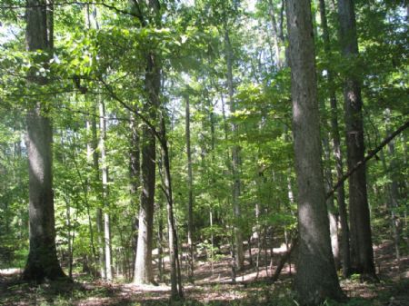 337 Acres with Great Hardwoods : White Oak : Fairfield County : South Carolina