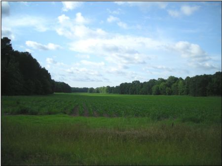 179.5 Ac : Canton : Madison County : Mississippi