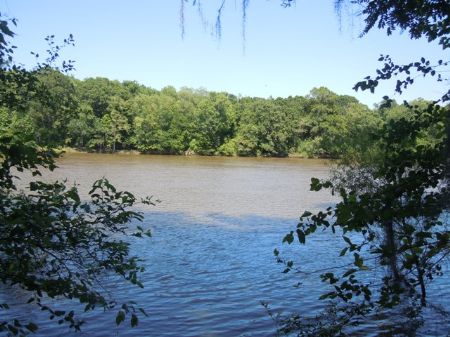 173+/- Acres River Front : Springfield : Effingham County : Georgia