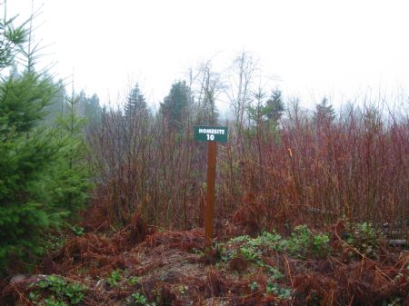 Powers Creek Forest Reserve 10 : Elma : Grays Harbor County : Washington