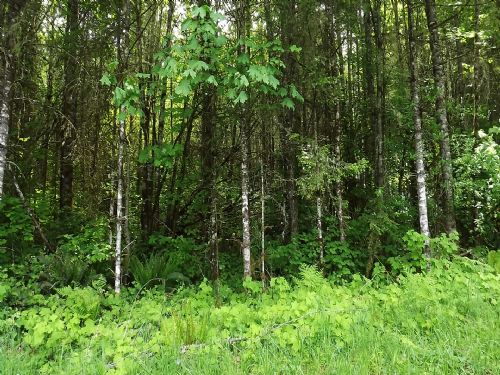 Perfect Forest Estate Setting : Jasper : Lane County : Oregon