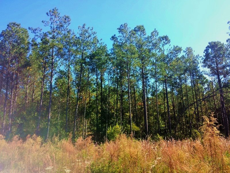Large Acre Timber Investment : Burgaw : Pender County : North Carolina