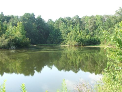 Kingfisher Tract- 33 Acres : Greensboro : Hale County : Alabama