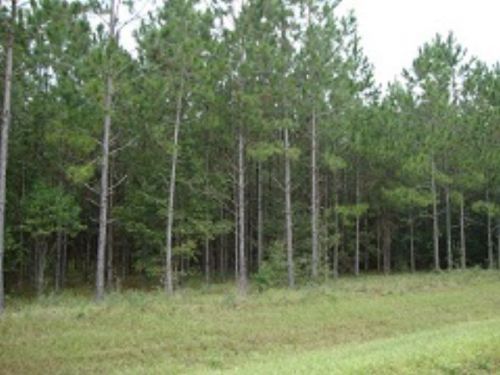 Country Pines Subdivision 9.2 Acres : Trenton : Levy County : Florida