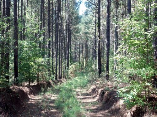 Planted Pines and A Hunter's Dream : Milner : Lamar County : Georgia