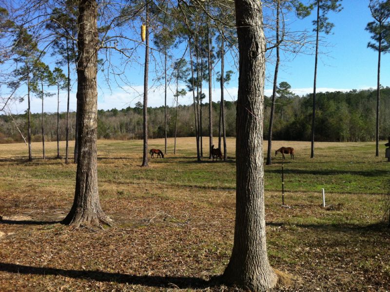 55acres, Pasture/wooded Near I-65 : Atmore : Escambia County : Alabama