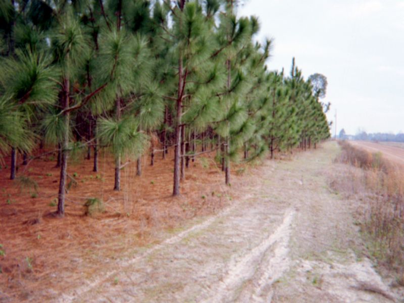 Longleaf Pines : Sylvester (anderson City) : Worth County : Georgia