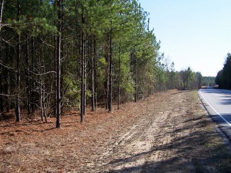 Hunting Land - 61 Ac. Allendale Cty : Allendale : Allendale County : South Carolina