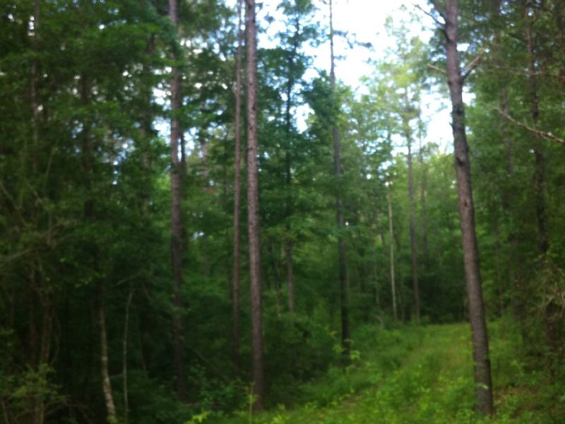 50 Acres : Columbia : Marion County : Mississippi