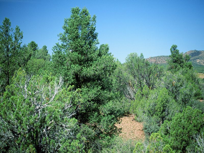 Northern Az Forested Cabin Site : Show Low : Apache County : Arizona