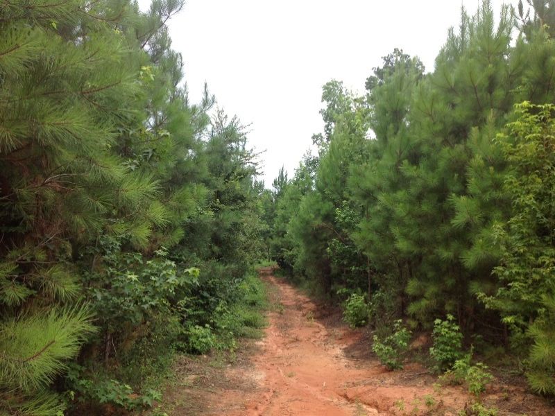 Timber Investment, Hunting and Home : Union Point : Oglethorpe County : Georgia