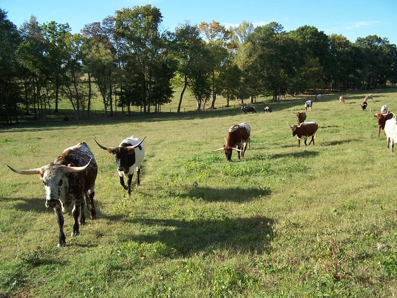 Working Cattle Farm with Pond : Buckhead : Morgan County : Georgia